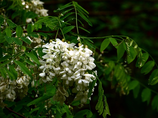 {Robinia pseudoacacia}